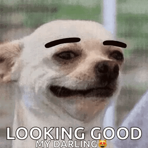 A White Dog With Black Eyebrows Is Smiling And Looking Good My Darling GIF