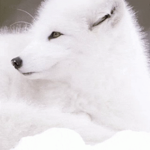 A White Dog With Green Eyes Is Laying Down GIF