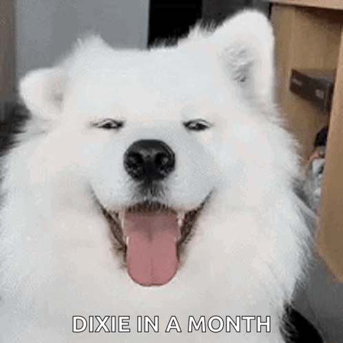 A White Dog With Its Tongue Out And The Words `` Dixie In A Month '' Written Below It . GIF