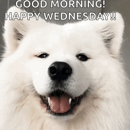 A White Dog With Its Tongue Out And The Words Good Morning Happy Wednesday GIF