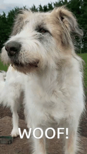 A White Dog With The Word Woof Written On It GIF