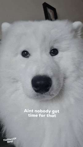 a white dog with the words aint nobody got time for that on the bottom