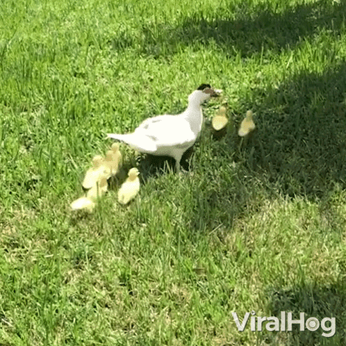 A White Duck And Her Ducklings Are Walking In The Grass GIF