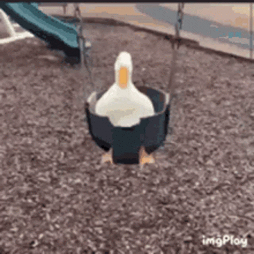A White Duck Is Sitting In A Swing In A Playground . GIF