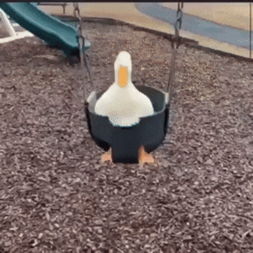 A White Duck Is Sitting On A Blue Swing In A Playground . GIF