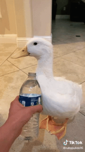 A White Duck Is Standing Next To A Bottle Of Water GIF
