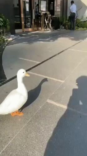A White Duck Is Walking Down The Sidewalk Next To A Man . GIF