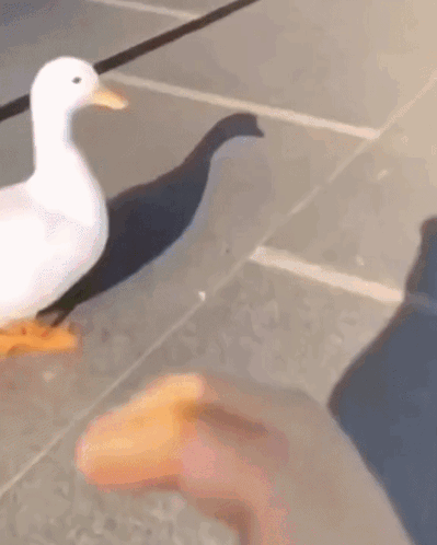 a white duck is walking on a leash next to a person 's hand .