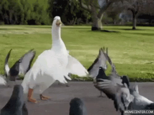 A White Duck Standing In Front Of A Flock Of Pigeons . GIF