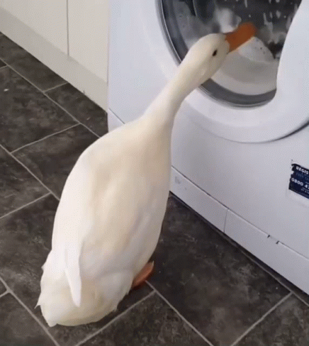 A White Duck Standing Next To A Washing Machine That Has A Sticker On It That Says ' Bosch ' On It GIF