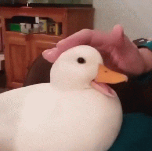 A White Duck With A Yellow Beak Is Being Petted By A Person . GIF