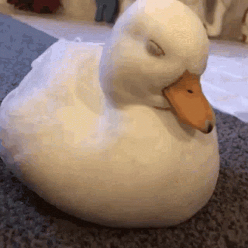 A White Duck With A Yellow Beak Is Sitting On The Floor With Its Eyes Closed . GIF