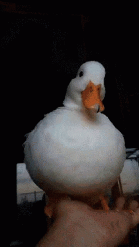 A White Duck With An Orange Beak Is Being Held In Someone 'S Hand GIF
