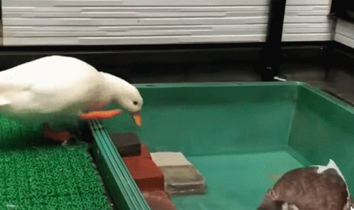 A White Duck With An Orange Beak Is Standing In A Green Box . GIF