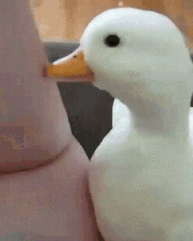 A White Duck With An Orange Beak Is Standing Next To A Person 'S Arm . GIF