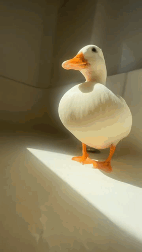 A White Duck With An Orange Beak Is Standing On A White Surface GIF