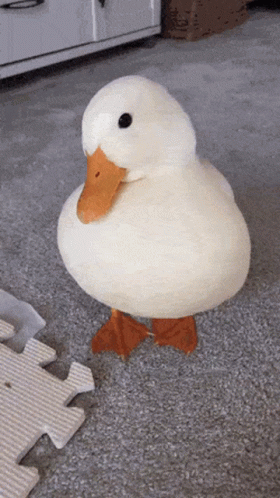 A White Duck With Orange Legs Is Standing On A Carpet GIF