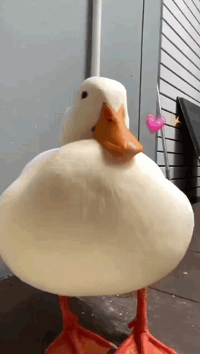 A White Duck With Red Feet Is Standing On A Sidewalk Next To A Pink Heart . GIF