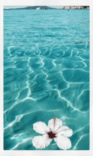 A White Flower Is Floating On Top Of A Blue Water Surface GIF