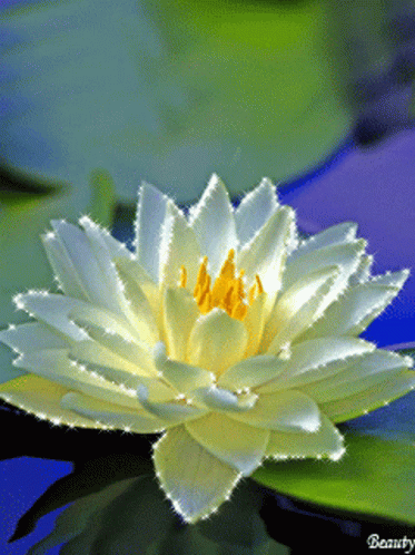A White Flower With A Yellow Center Is Floating In A Pond GIF