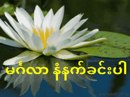 A White Flower With A Yellow Center Is In The Water GIF