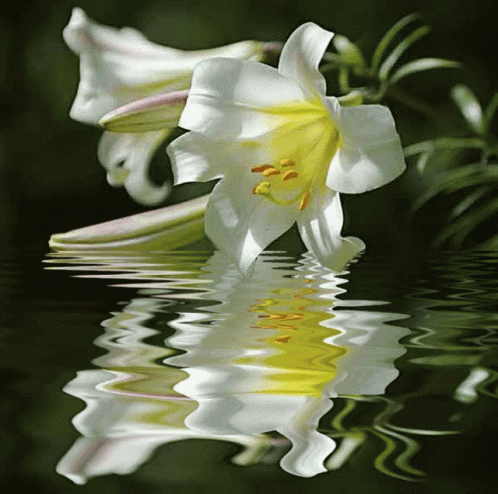 A White Flower With A Yellow Center Is Reflected In Water GIF