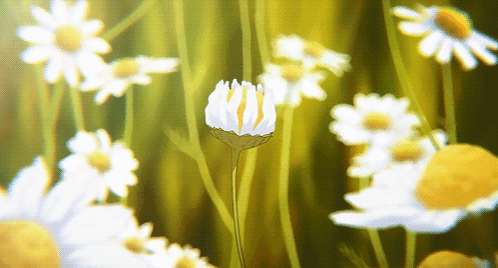 A White Flower With A Yellow Center Is Surrounded By Other Flowers GIF