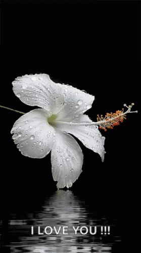 A White Flower With Water Drops On It And The Words I Love You !!! Below It GIF
