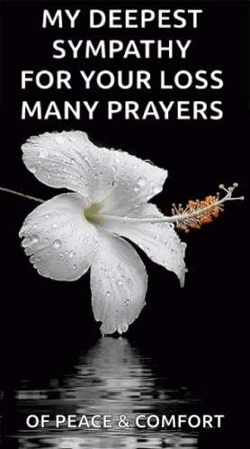 A White Flower With Water Drops On It Is On A Black Background . GIF