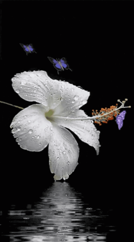 a white flower with water drops on it is surrounded by purple butterflies