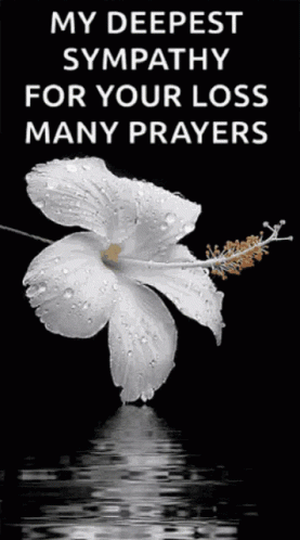 A White Flower With Water Drops On It On A Black Background GIF