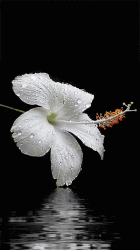 A White Flower With Water Drops On The Petals Is Reflected In The Water GIF