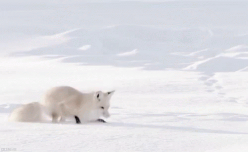 A White Fox Is Jumping In The Air While Playing In The Snow . GIF