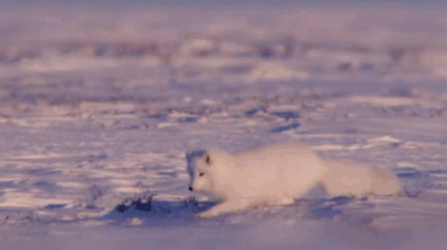 A White Fox Is Running In The Snow GIF