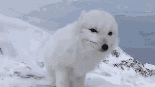 A White Fox Is Standing On Top Of A Snow Covered Hill GIF