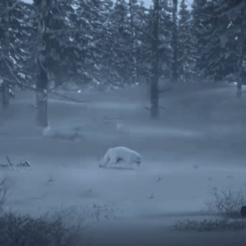 A White Fox Is Walking In The Snow In A Forest . GIF