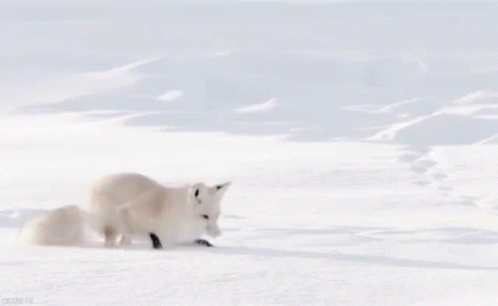 A White Fox Is Walking Through The Snow In The Wild . GIF