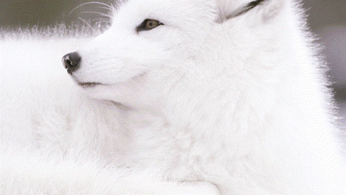 A White Furry Animal Laying In The Snow With Its Eyes Closed GIF