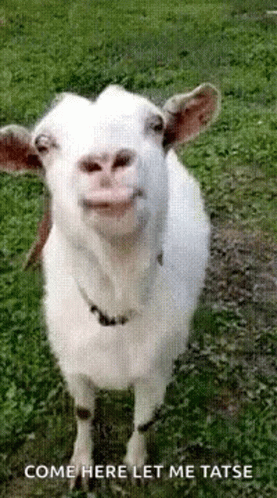 A White Goat Is Standing In The Grass With Its Mouth Open And Smiling . GIF