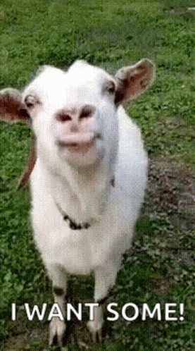 A White Goat Is Standing In The Grass With Its Mouth Open And Smiling . GIF