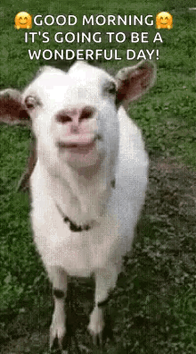 A White Goat Is Standing In The Grass With Its Mouth Open And Smiling . GIF