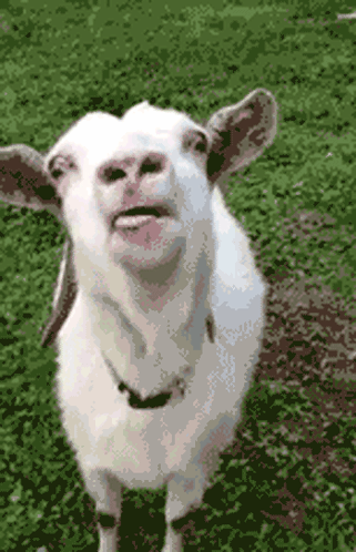 A White Goat Standing In The Grass With Its Tongue Hanging Out GIF