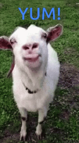 A White Goat Standing In The Grass With The Word Yum In Blue Letters Behind It GIF