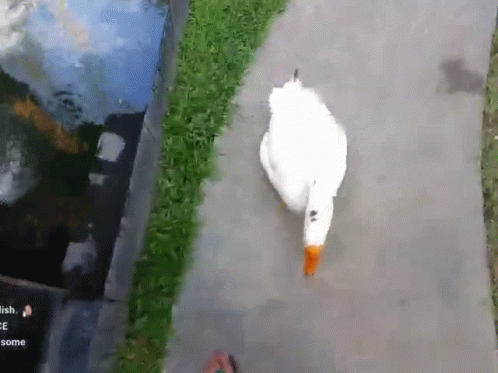 A White Goose With An Orange Beak Is Walking Down A Sidewalk Next To A Grassy Area GIF