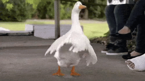 A White Goose With Orange Legs Is Walking On A Sidewalk Next To A Person With A Cast On Their Foot . GIF