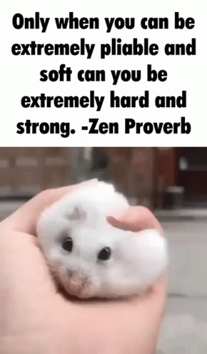 A White Hamster Is Being Held In A Person 'S Hand With A Quote From Zen Proverb GIF