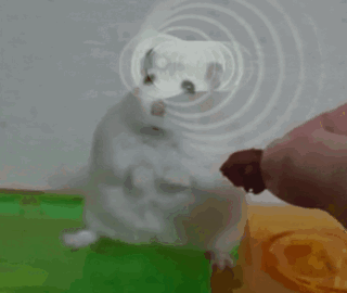 A White Hamster Is Standing On Its Hind Legs And Looking At Something GIF