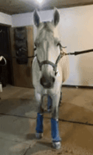 A White Horse Wearing Blue Socks Is Standing In A Room GIF