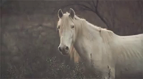 A White Horse With A Long Mane Is Standing In A Field Looking At The Camera . GIF
