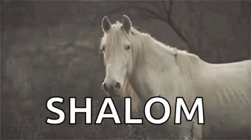 A White Horse With The Word Shalom Written On It . GIF